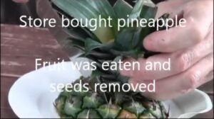 کشت بافت آناناس