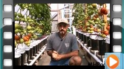 کشت هیدروپونیک گوجه فرنگی در سطل هلندی - قسمت دوم